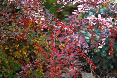 Berberis thunbergii 'Atropurpurea' - dřišťál Thunbergerův 'Atropurpurea'